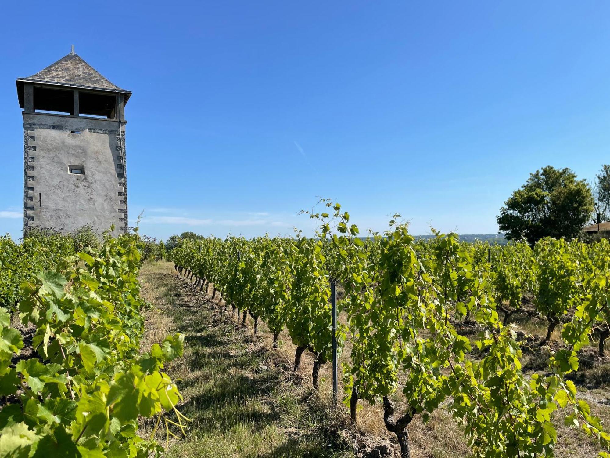 Maison Des Coteaux Blancs Chaudefonds-sur-Layon Exterior photo